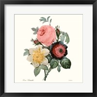 Blushing Bouquet II Framed Print