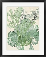 Seaweed Composition II Framed Print