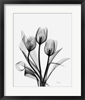 Framed Three Gray Tulips H14