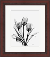 Framed Three Gray Tulips H14