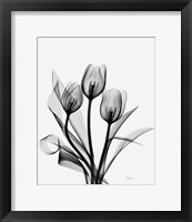 Framed Three Gray Tulips H14