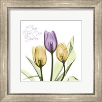 Framed Purple Sunshine Tulips