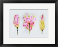 Framed Lotus Tryptic