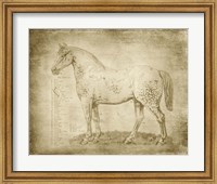 Framed Horse Anatomy 101