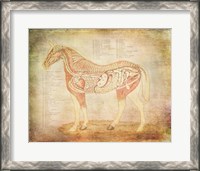Framed Horse Anatomy 201