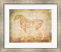 Framed Horse Anatomy 201