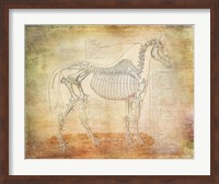 Framed Horse Anatomy 301