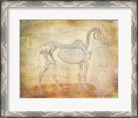 Framed Horse Anatomy 301