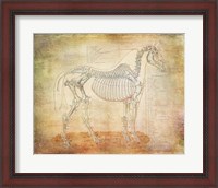 Framed Horse Anatomy 301