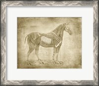 Framed Horse Anatomy 401