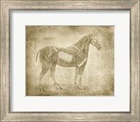 Framed Horse Anatomy 401