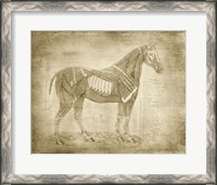 Framed Horse Anatomy 401