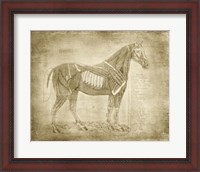 Framed Horse Anatomy 401