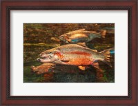 Framed Good Day to Be a Salmon