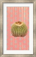 Framed Barrel Cactus