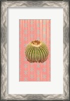 Framed Barrel Cactus