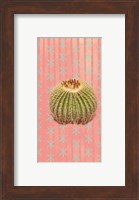 Framed Barrel Cactus