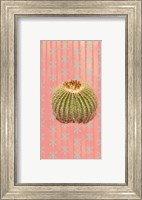 Framed Barrel Cactus