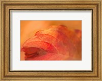 Framed Fall Leaf