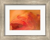 Framed Fall Leaf