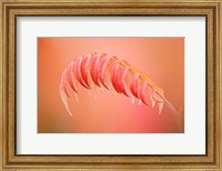 Framed Sumac Branch