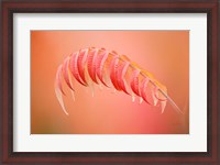 Framed Sumac Branch