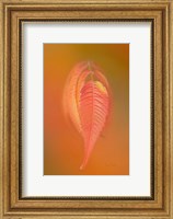 Framed Sumac Leaf