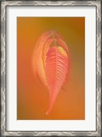 Framed Sumac Leaf