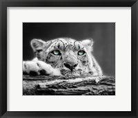 Framed Pop of Color Snow Leopard Eyes