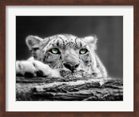 Framed Pop of Color Snow Leopard Eyes