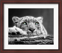 Framed Pop of Color Snow Leopard Eyes