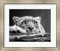 Framed Pop of Color Snow Leopard Eyes