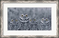 Framed Pop of Color Burrowing Owl Family