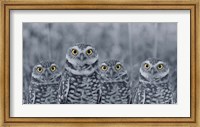 Framed Pop of Color Burrowing Owl Family