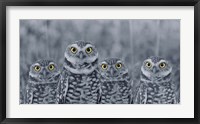 Framed Pop of Color Burrowing Owl Family