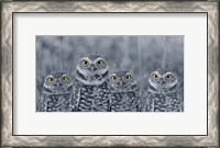 Framed Pop of Color Burrowing Owl Family