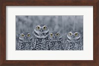 Framed Pop of Color Burrowing Owl Family