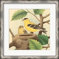 Framed Goldfinch & Warbler A