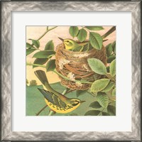 Framed Goldfinch & Warbler B