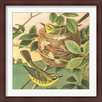 Framed Goldfinch & Warbler B