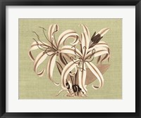 Framed Regence Lily I