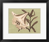 Framed Regence Lily III