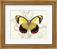 Framed Butterfly Theme II
