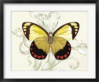Framed Butterfly Theme II