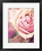 Rosie Pink I Framed Print