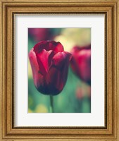Framed Tulip Sway I