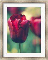 Framed Tulip Sway I
