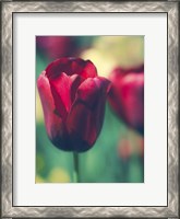 Framed Tulip Sway I