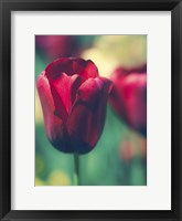 Tulip Sway I Framed Print