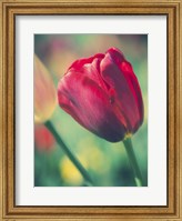 Framed Tulip Sway II